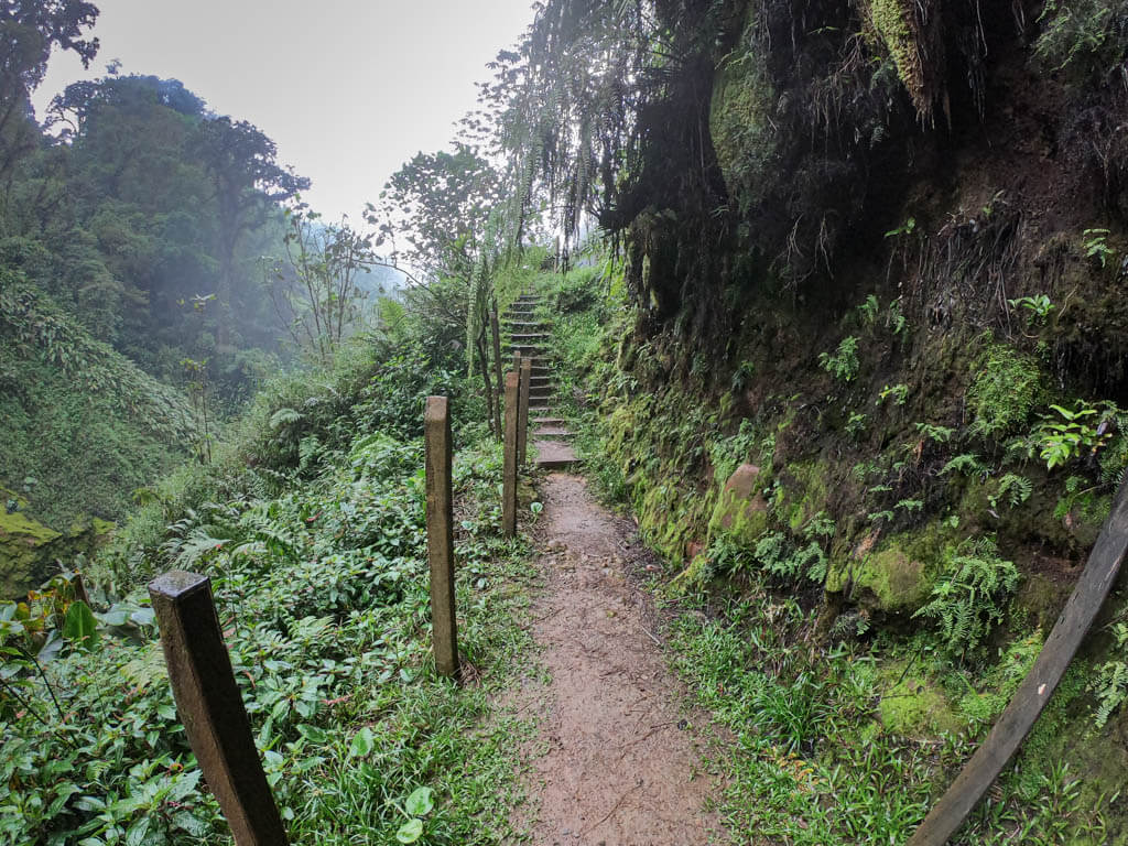 Catarata del Toro hiking trail leading to steps, surrounded by greenery on either side.