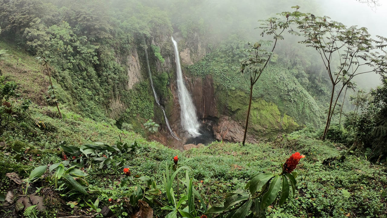 View of Catarata del Toro waterfall, surrounded by lush rainforest. A red flower is in the foreground of the photo.