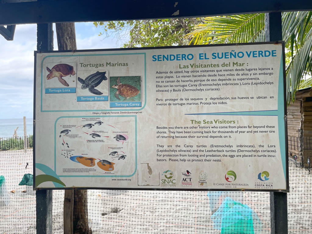Board outside Turtle Hatchery,explaining the life cycle of sea turtles. The green bags in the background cover the turtle eggs.