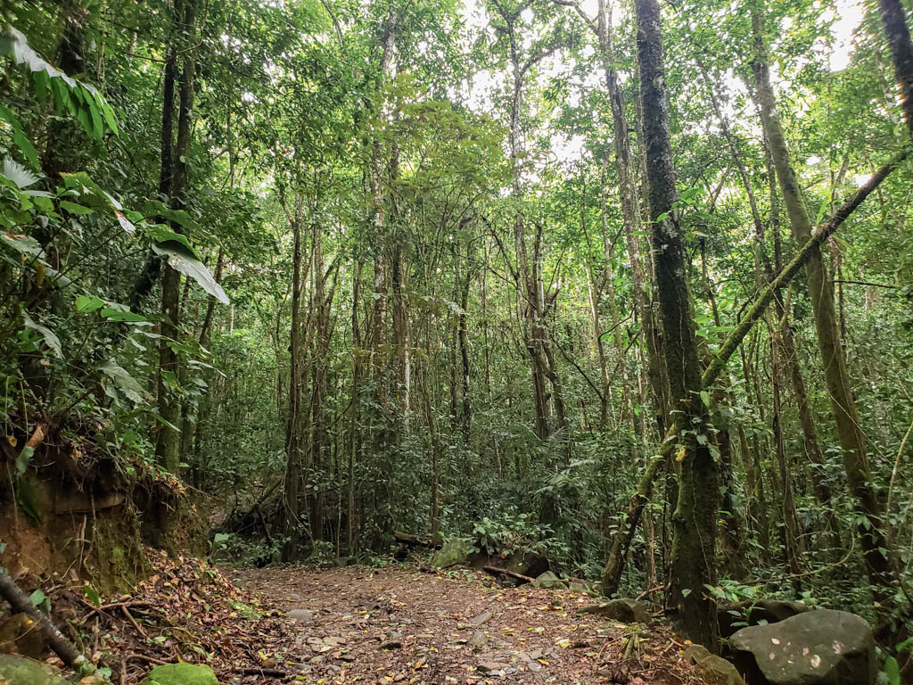The part of the trail to the Nauyaca Waterfalls where vegetation is thicker.
