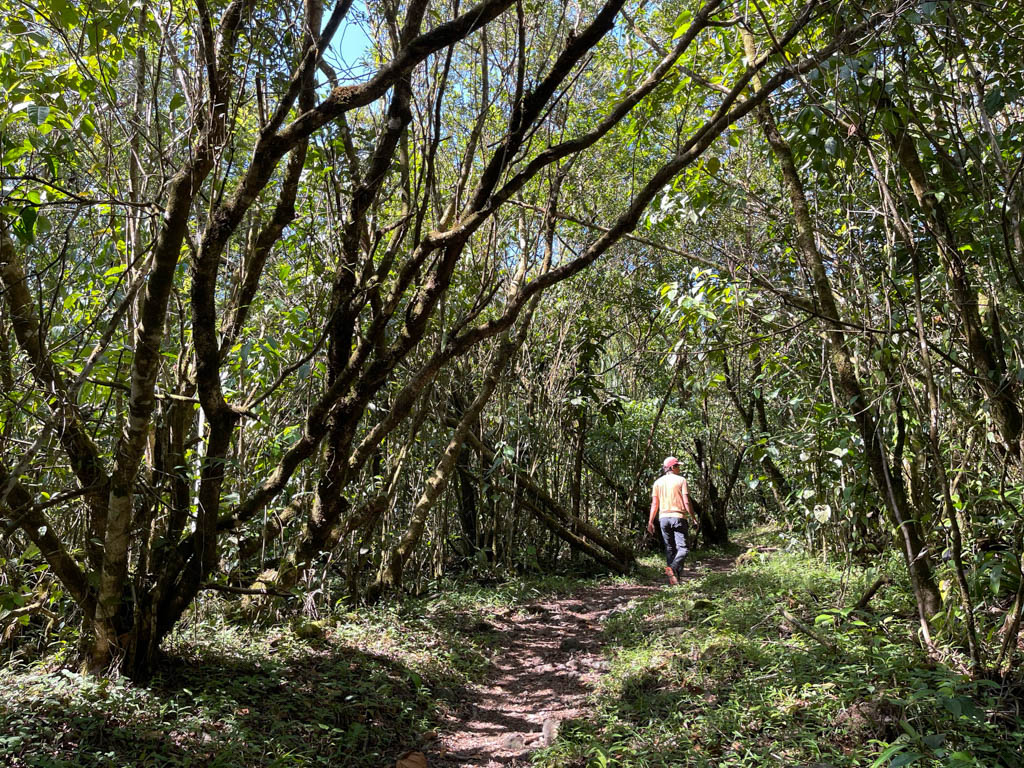 Man walking on the El Ceibo Trail of the Arenal Volcano National Park.