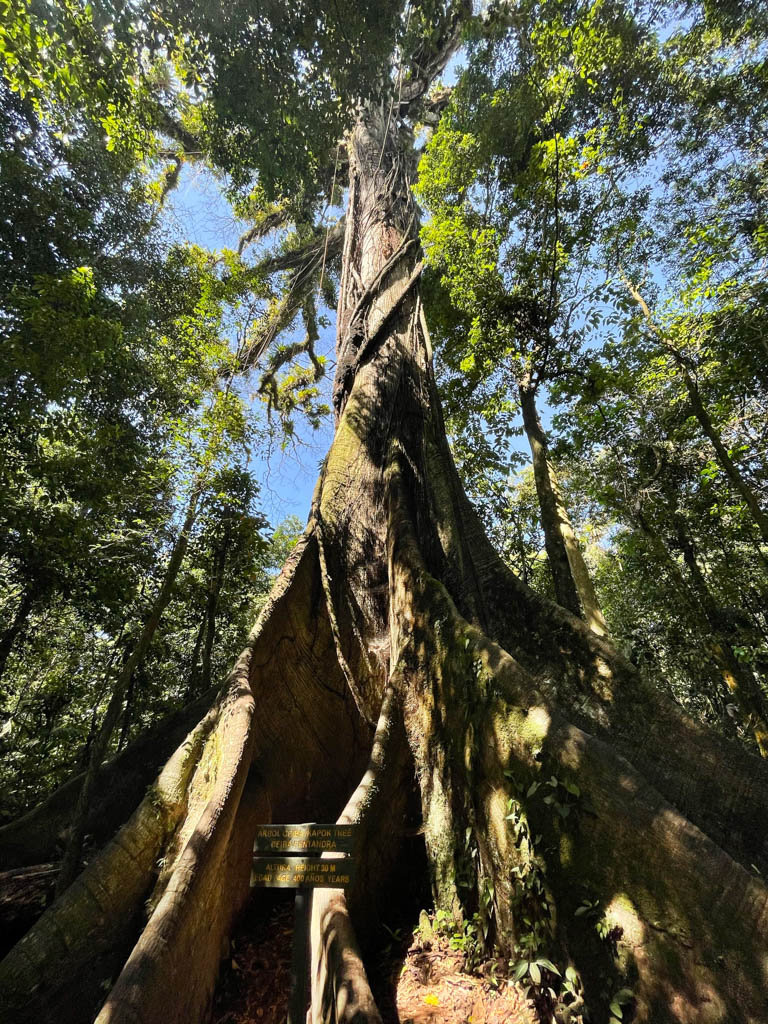 The 400 years old Ceibo tree on the El Ceibo Trail.