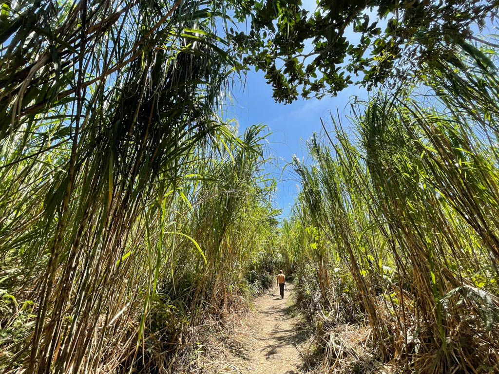 Man walking on the Las Coladas trail lined with tall grass.