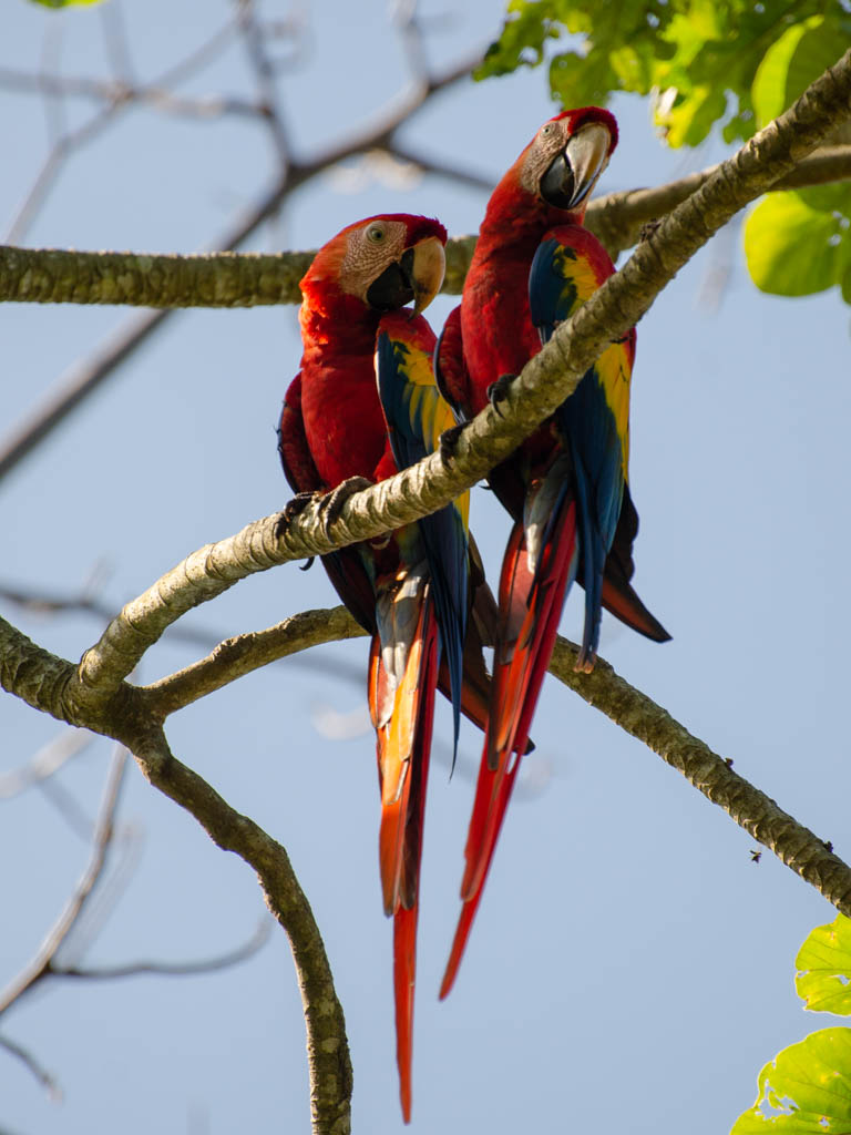 Two scarlet macaws, sitting on the branch of a tree, against the backdrop of blue sky. Location: Wildlife Rescue Center, Cabuya, Costa Rica.