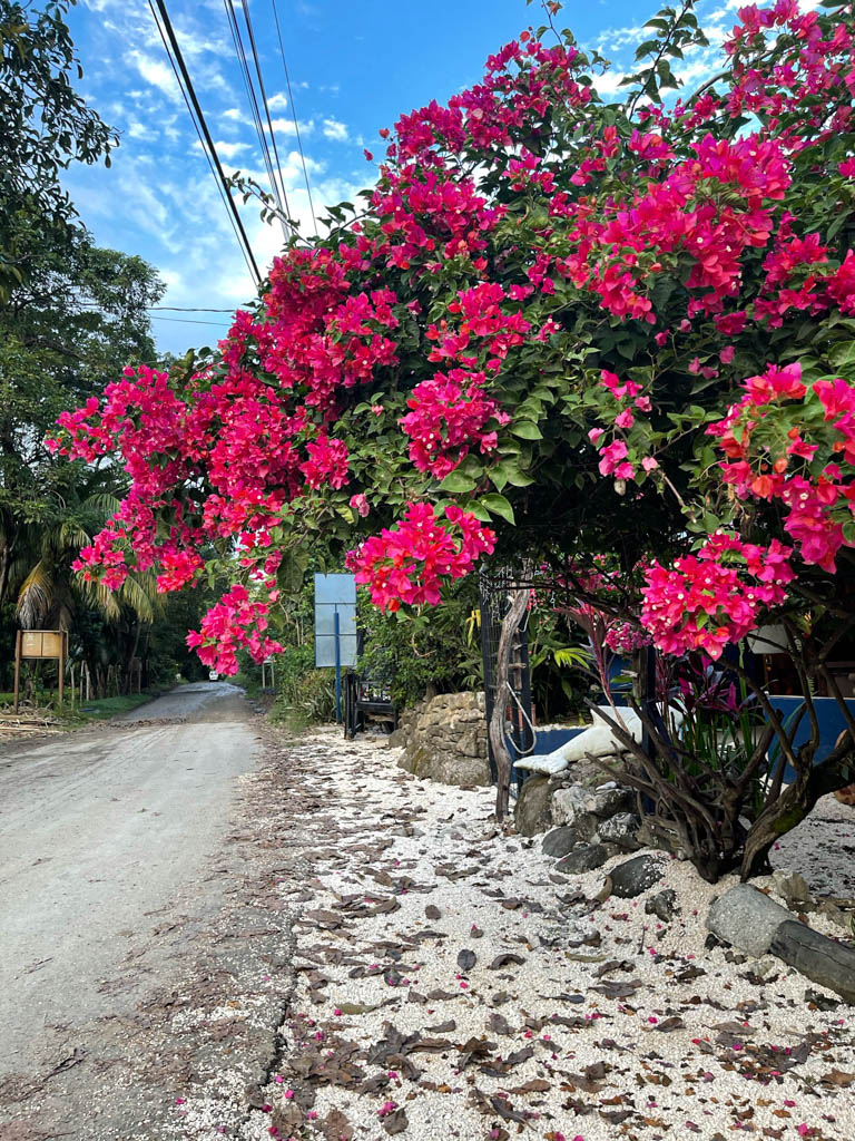 A rustic road, framed by pink flowers in the town of Cabuya, Costa Rica.