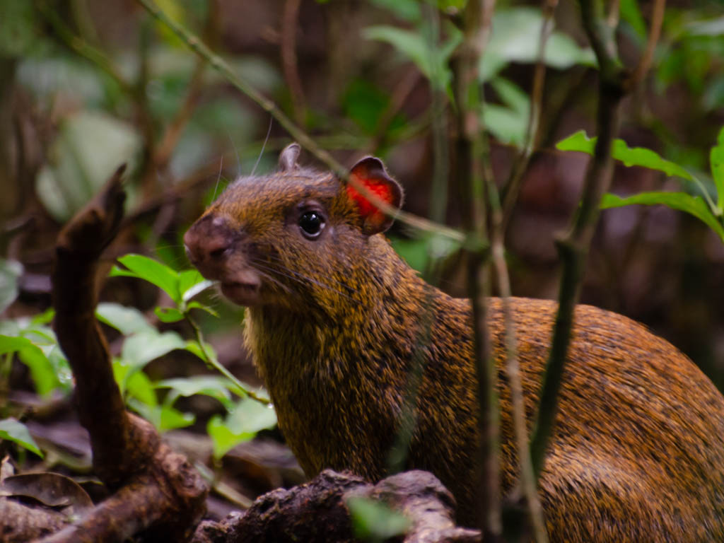 An agouti, with spark in its eyes, sitting in the jungle. A sighting on the trails of Children's Eternal Rainforest, Bajo del Tigre Reserve in Monteverde.