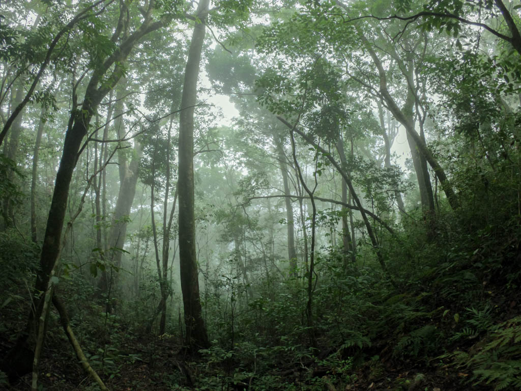 The cloud covered green forest at Bajo del Tigre Reserve of Children's Eternal Rainforest in Monteverde.