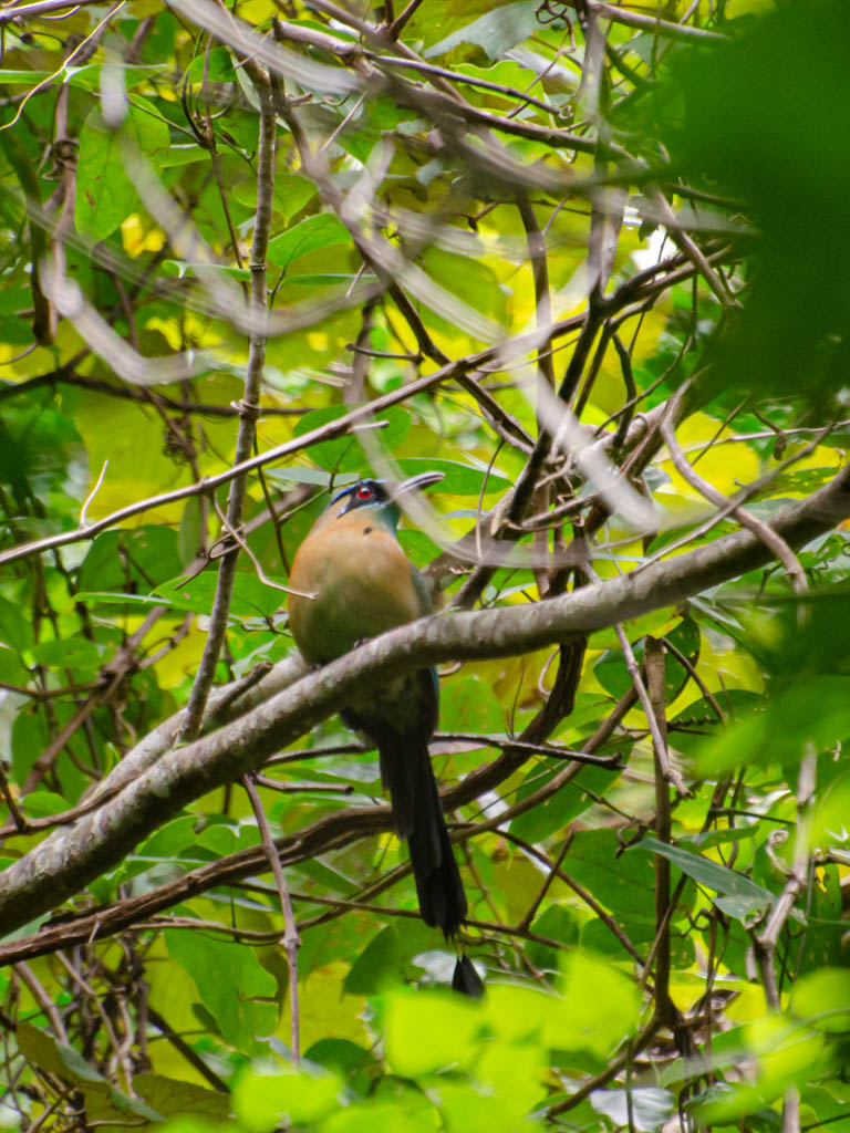 Rufous Motmot seated on a tree branch, with green leaves forming the background.