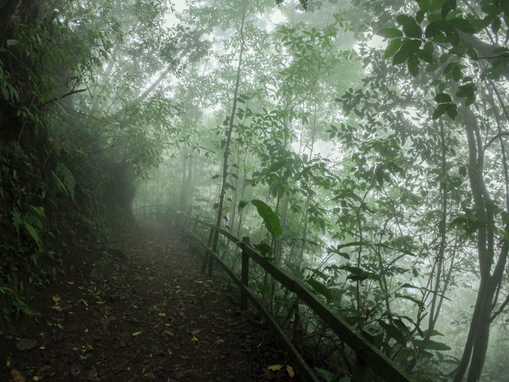 Cloud covered forest trail.