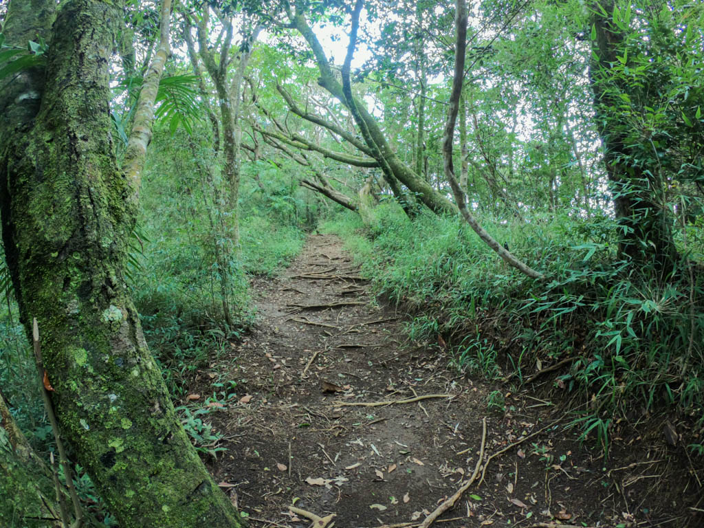 Trail through the forest. Roots spreading on the dirt path.