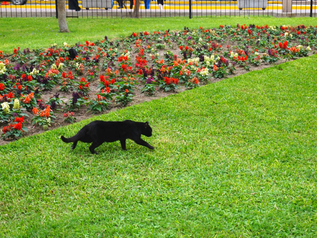 A black cat walking on the grass carpet at Kennedy Park.