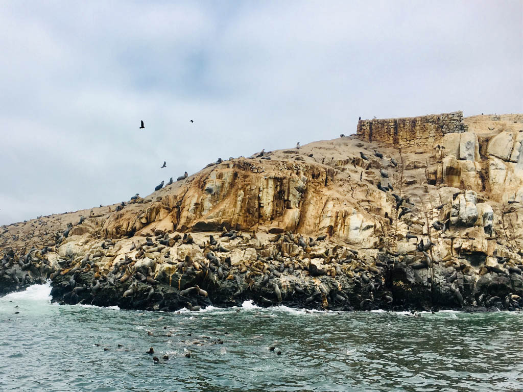 Sea Lions at Palomino Islands.