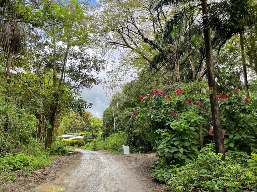 A village dirt road through Malpais, Costa Rica. The road is lined by lush greenery on its either side.