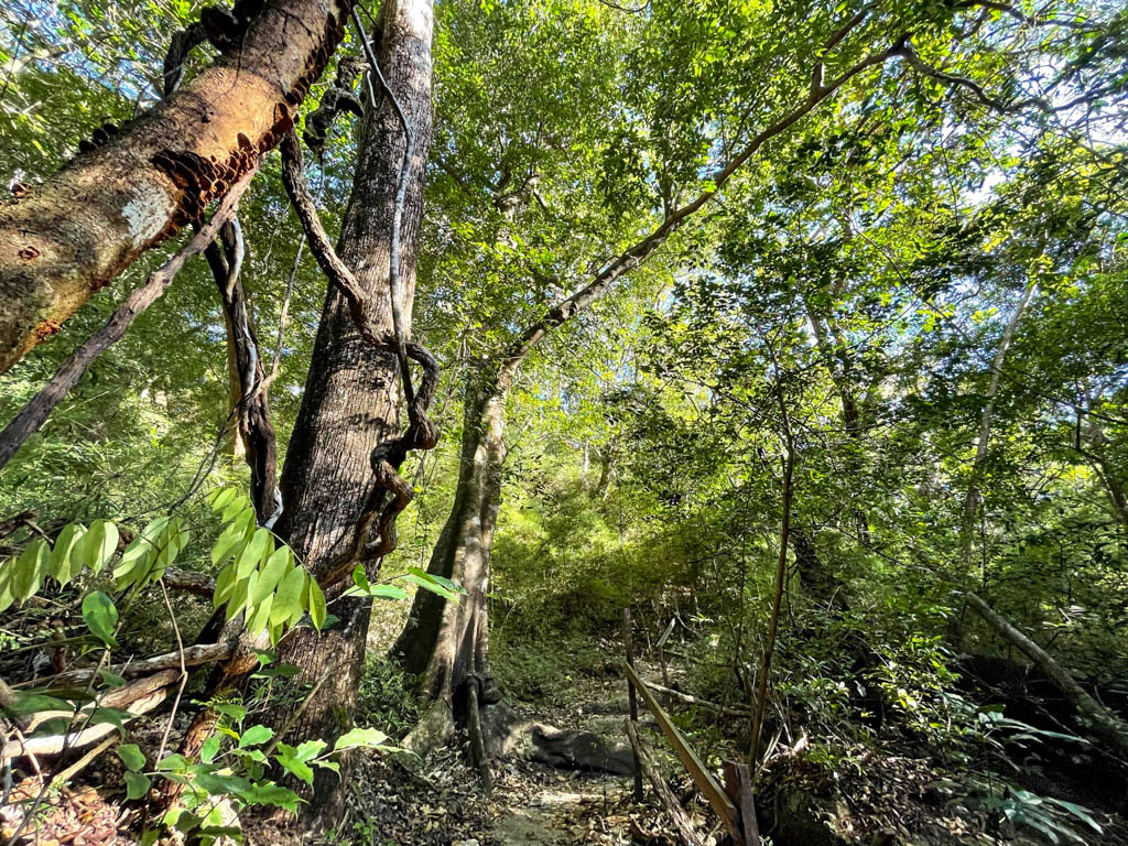 Rio Negro Waterfalls Trail surrounded by tropical forest.