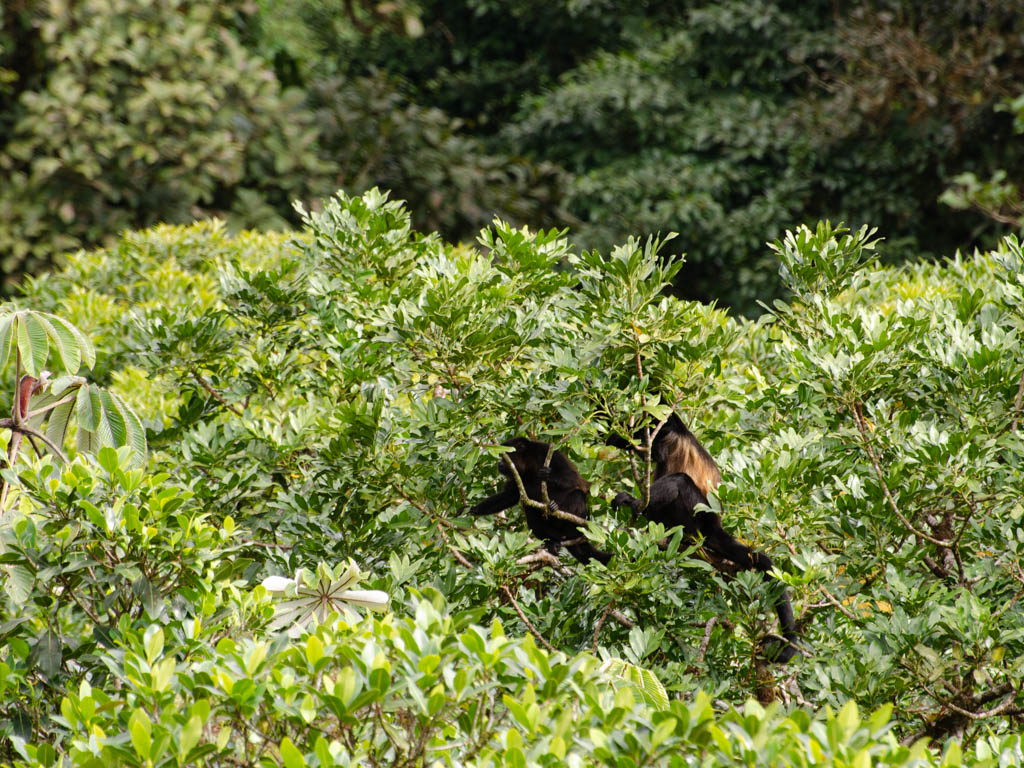 2 Howler Monkeys on the canopy of the cloud forest.