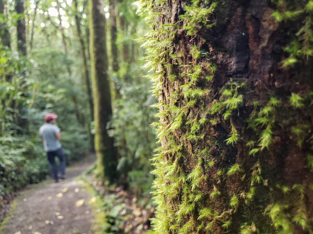 Man walking on the trail of Selvatura Park in Monteverde