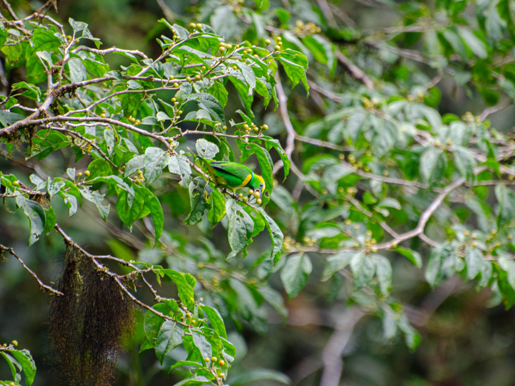 A Chlorophonia Bird feeding on yellow fruits.
