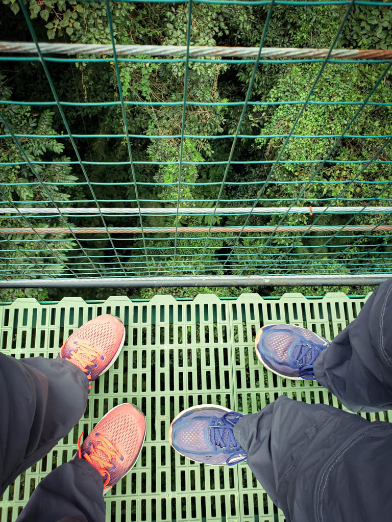 The canopy of the cloud forest seen below the feet of a man and woman.