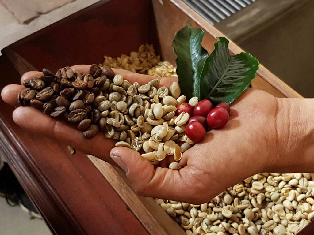 Coffee beans on the palm of a man in a coffee plantation in Antigua, Guatemala.