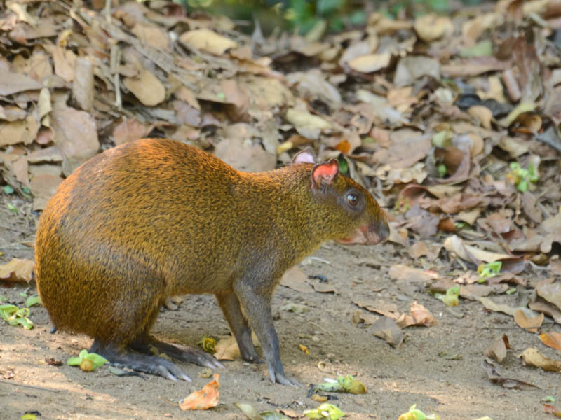 Agouti