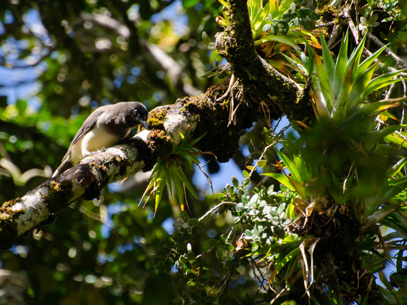 Brown Jay.