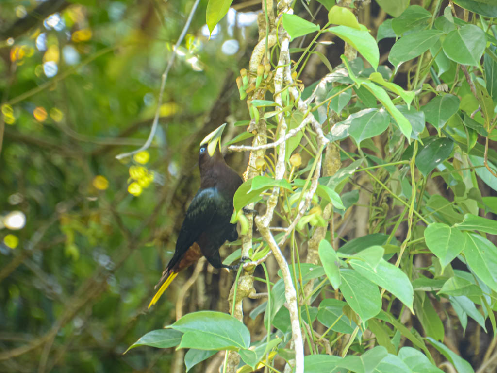 Chestnut-Headed Oropendola