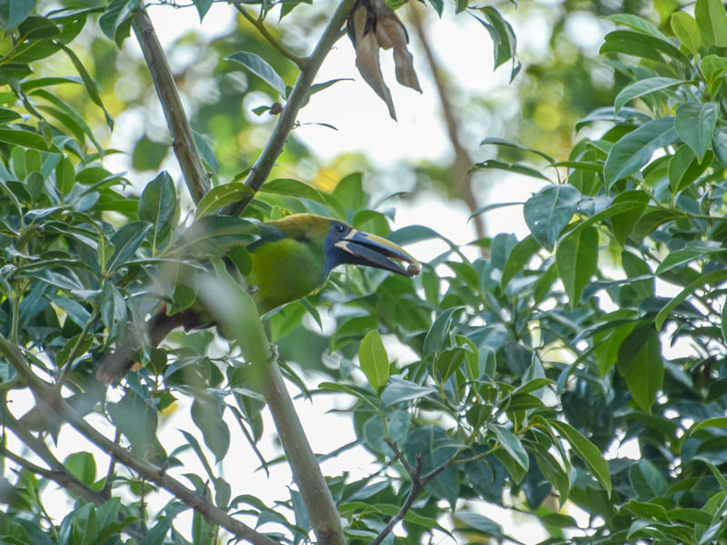 Emerald Toucanet.