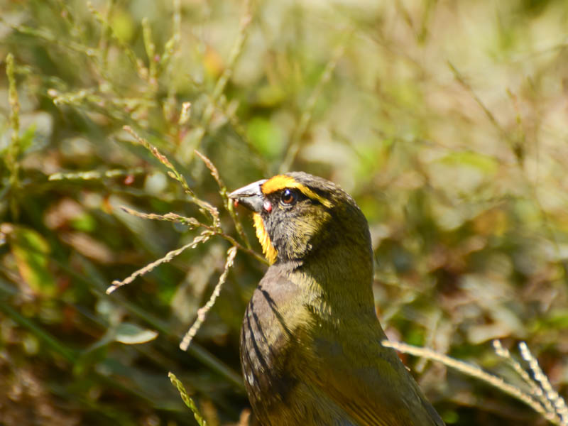 Grassquit on the Alondra trail of Curi-Cancha Reserve.