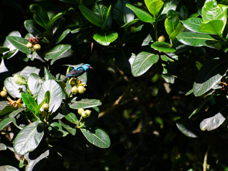 Honeycreeper.