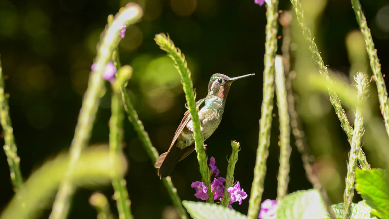 Hummingbird at Curi-Cancha Reserve