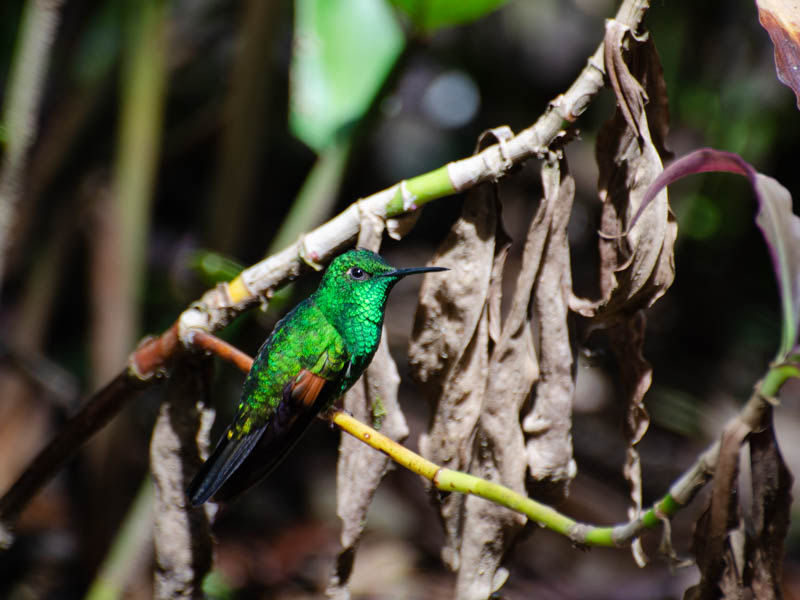 A hummingbird at Curi Cancha Reserve in Monteverde, Costa Rica.