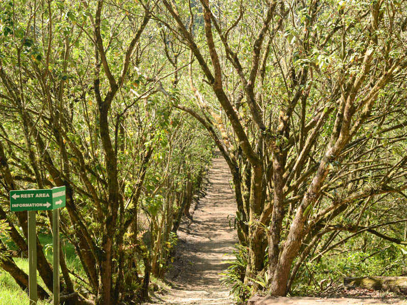 Wind Break, trail in Curi-Cancha Reserve.