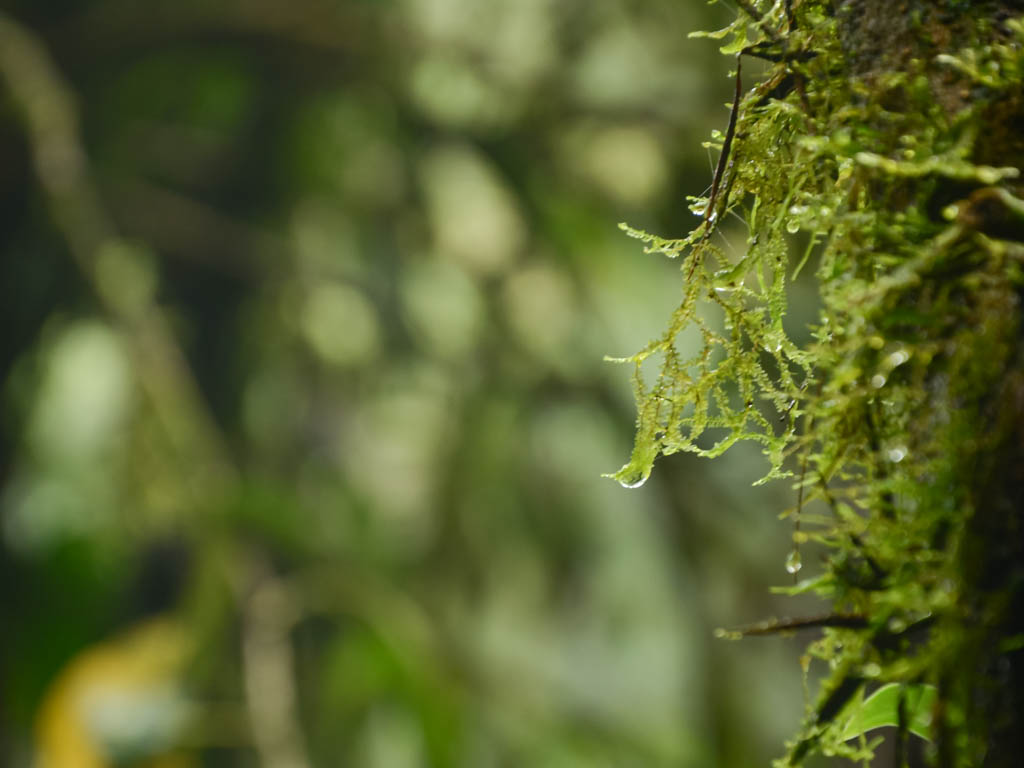 Droplets of water hanging from a moss in the rainforest.
