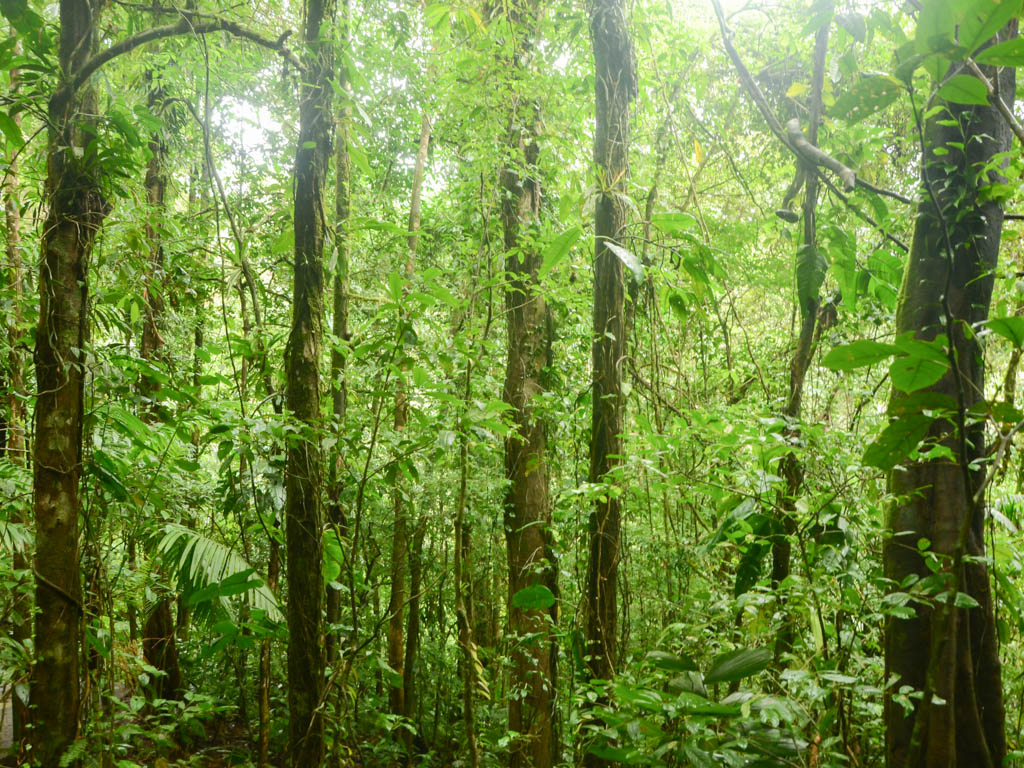 The dense rainforest in the Mistico park.