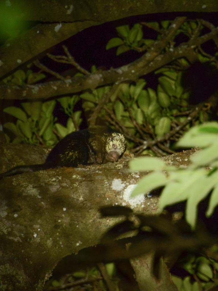 Porcupine on a tree branch during Monteverde Night Tour.