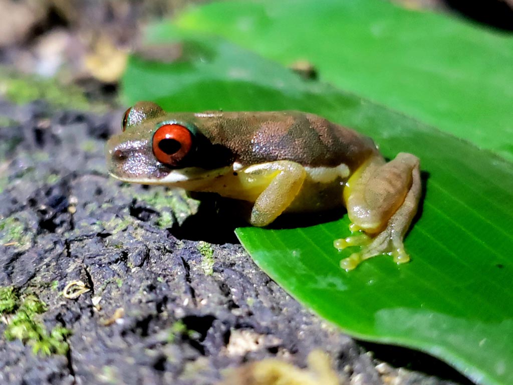 Rufous-eyed Brook Frog sitting on a green leaf.