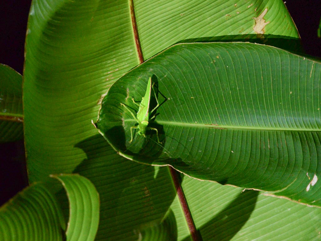 Green Grasshopper on plantain leaves.