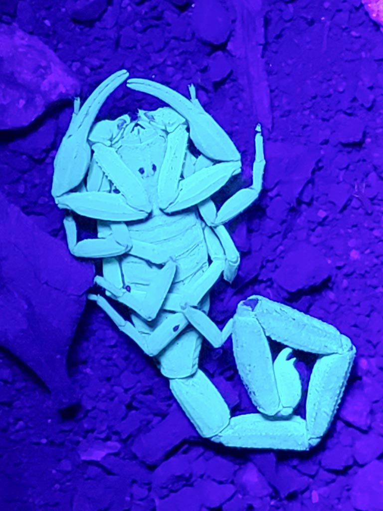 Scorpion glowing the dark with a blue tint.