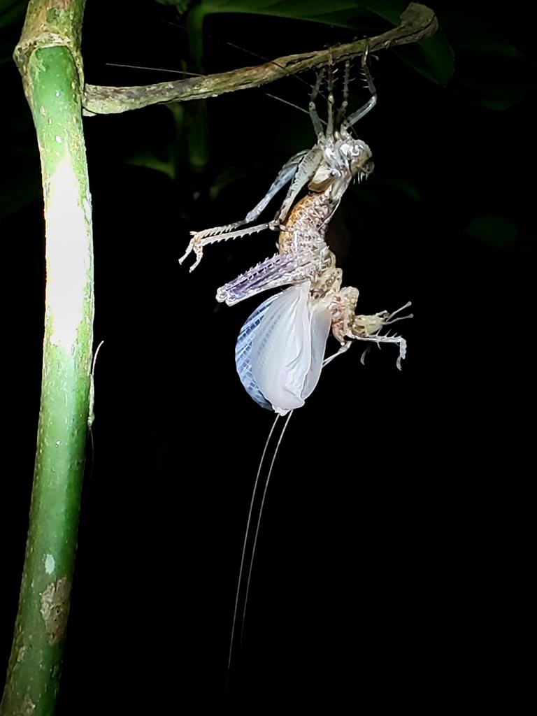 Grasshopper, shredding its outer layer.