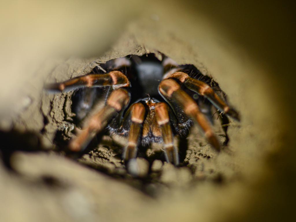 Tarantula crawling into a hole.
