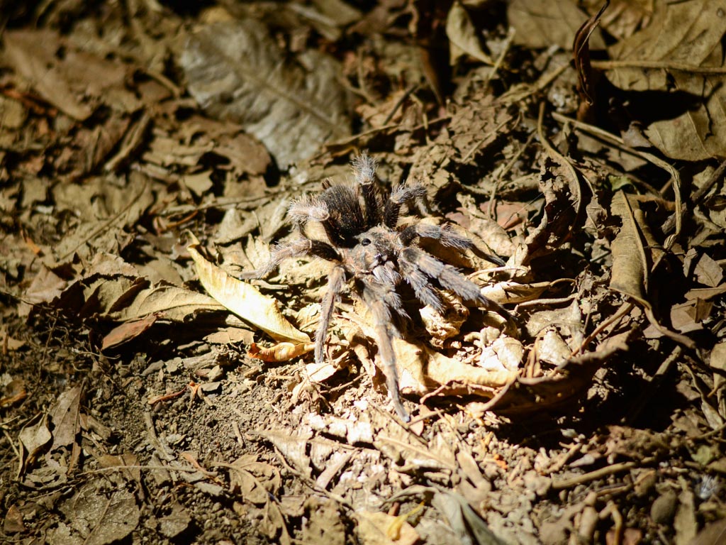 Tarantula, now on the trail as found during our Monteverde Night Tour.