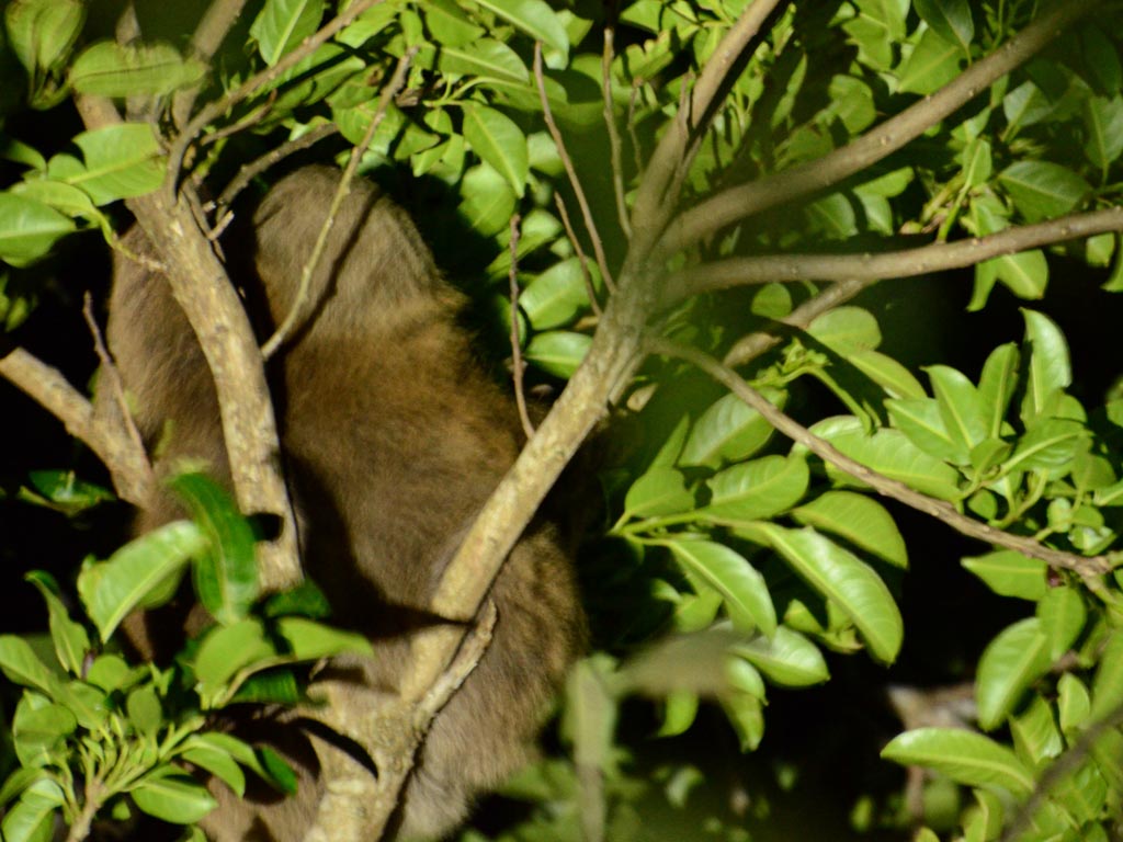 Two-Toed Sloth, from the back.