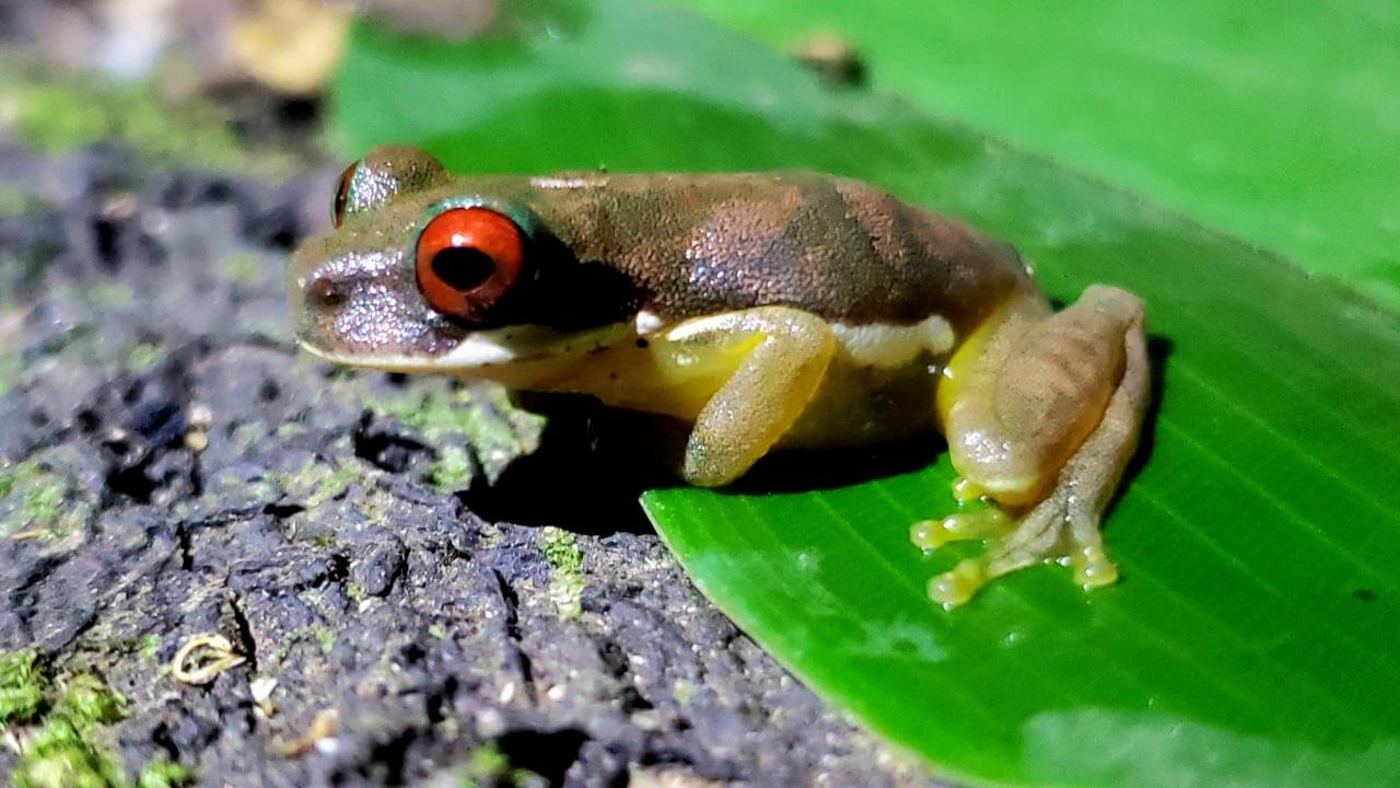 Rufous-eyed Brook Frog