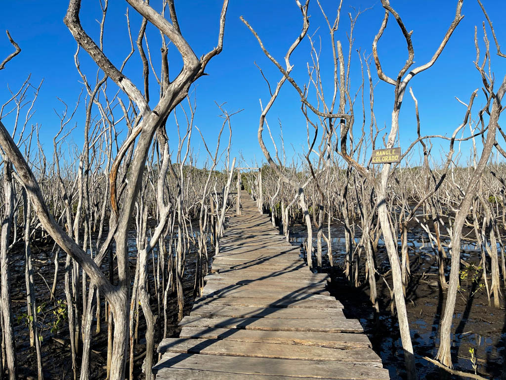 Avellanas Bridge with mangroves on either side.