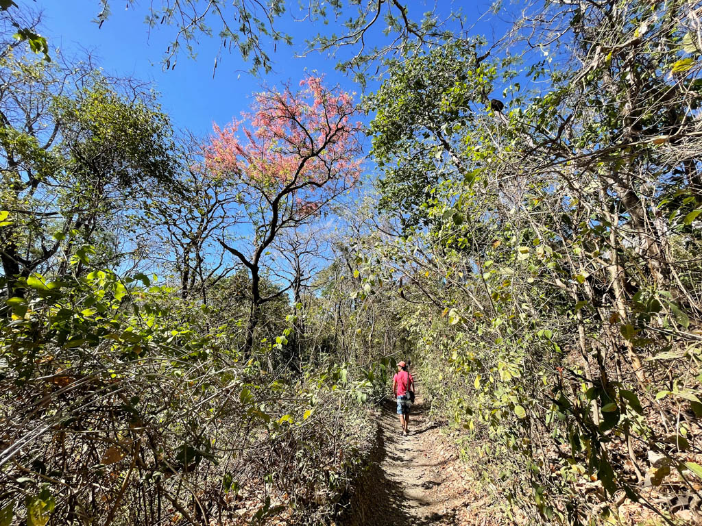The walk route from Playa Pelada to Playa Guiones. A dirt path with jungle on either side.