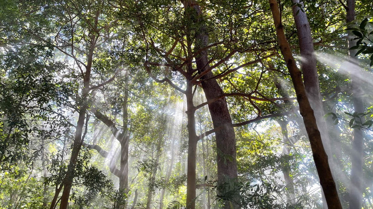 Volcanic smoke and sun peeking into the rainforest