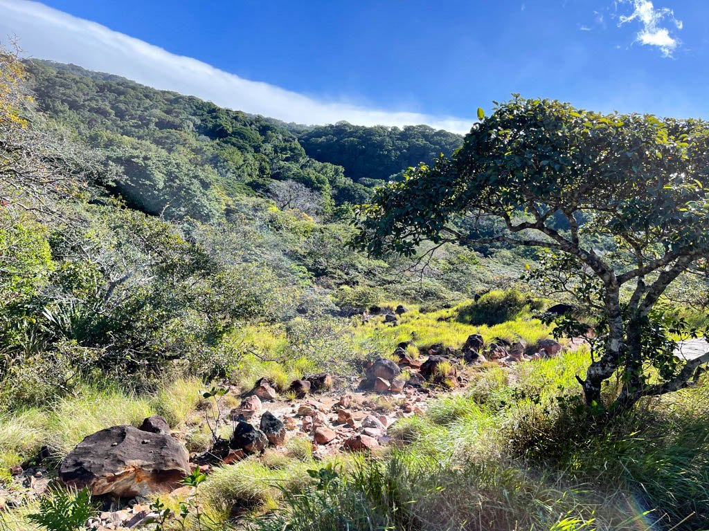 Secondary volcanic activity in Las Pailas sector of Rincon de la Vieja National Park in Guanacaste, Costa Rica.
