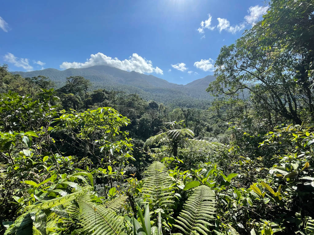 View of Tenorio volcano peaks from Mirador. Dense jungle in the foreground.
