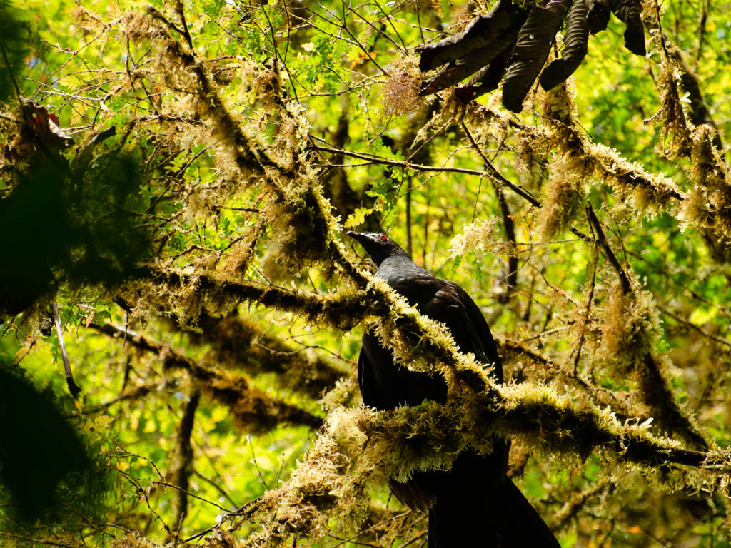 A Black Guan on a moss-covered perch.