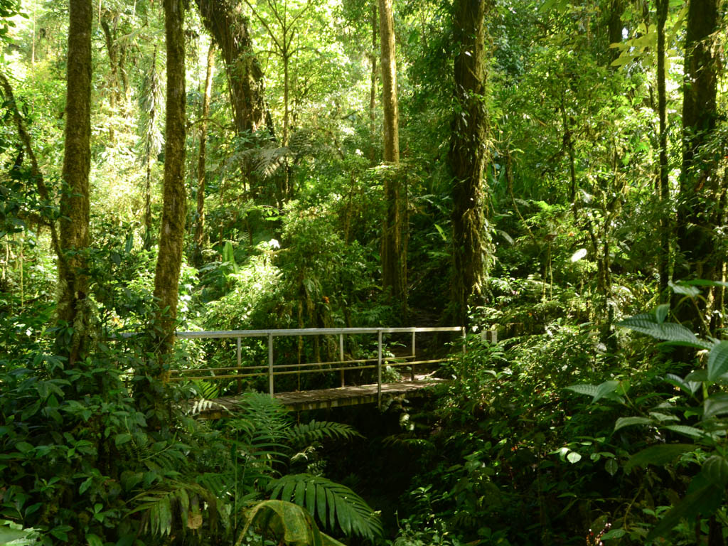 The dense forest and a small bridge in the Santa Elena Reserve in Monteverde.